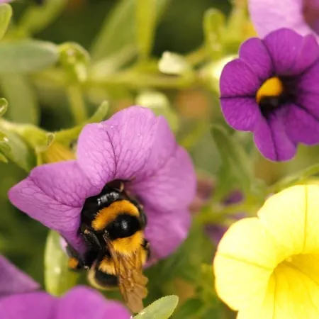 Appartamento Pedossa *