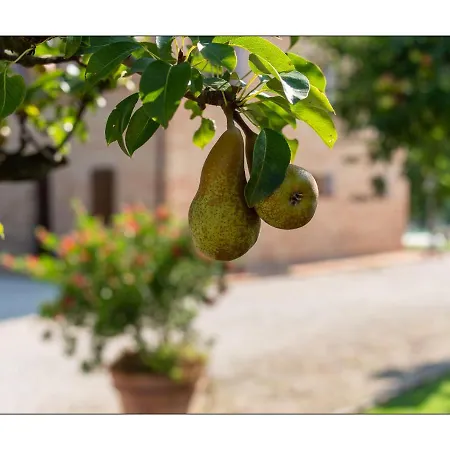 Pedossa Apartamento *